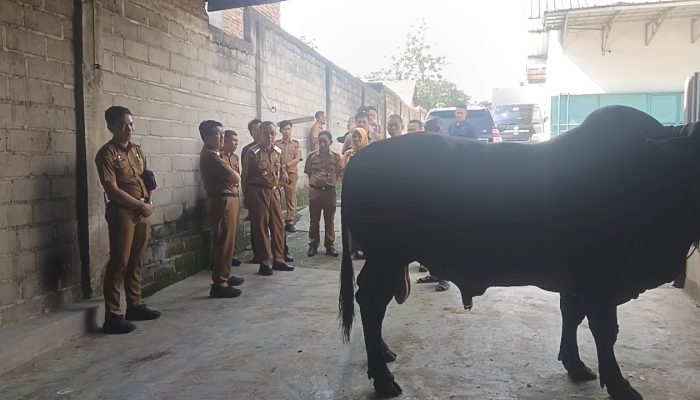 Sapi “Ireng” Nyaris 1 Ton Asal Lampung Utara Terpilih Jadi Kurban Presiden Prabowo