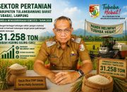 Panen Padi Semester I Tahun 2026 Melampaui Target Tembus hingga 31.258 Ton