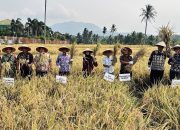 Panen Meningkat di Tengah Kemarau, Petani Desa Bernung Gelar Syukuran